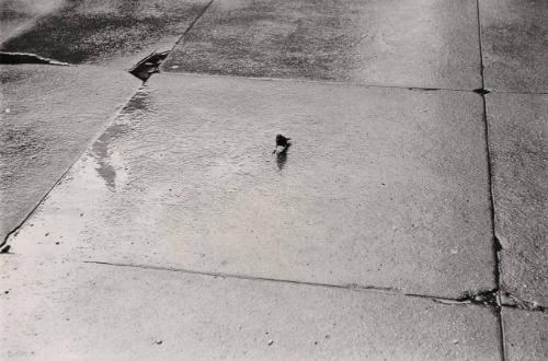 Untitled (Bird on wet sidewalk)