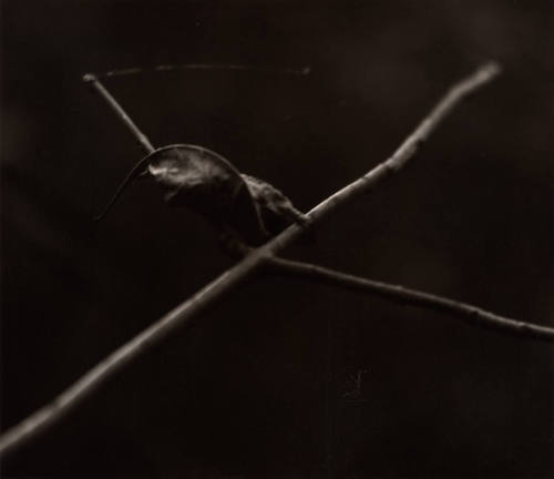 [Zen Leaf]