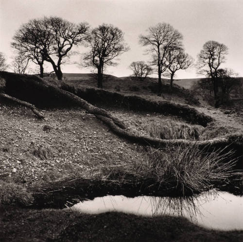 Wicklow Trees, County Wicklow, Ireland, 1965-66
