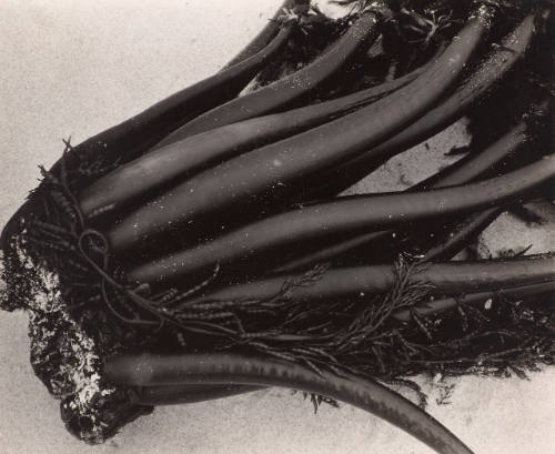 Kelp