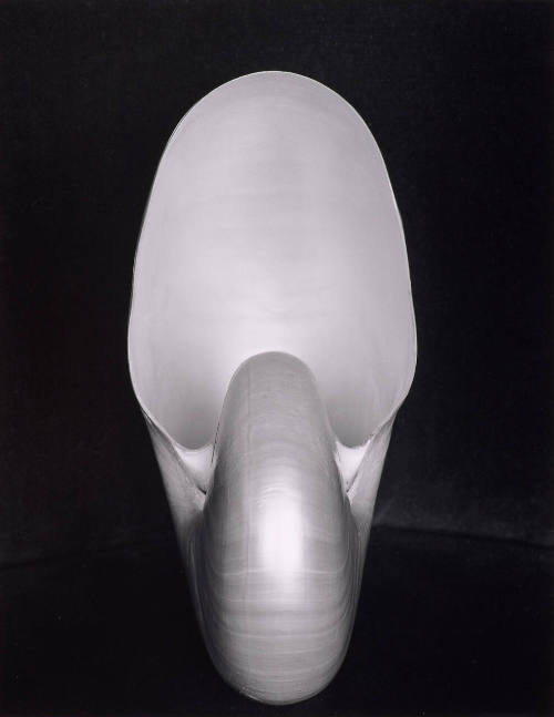 Nautilus