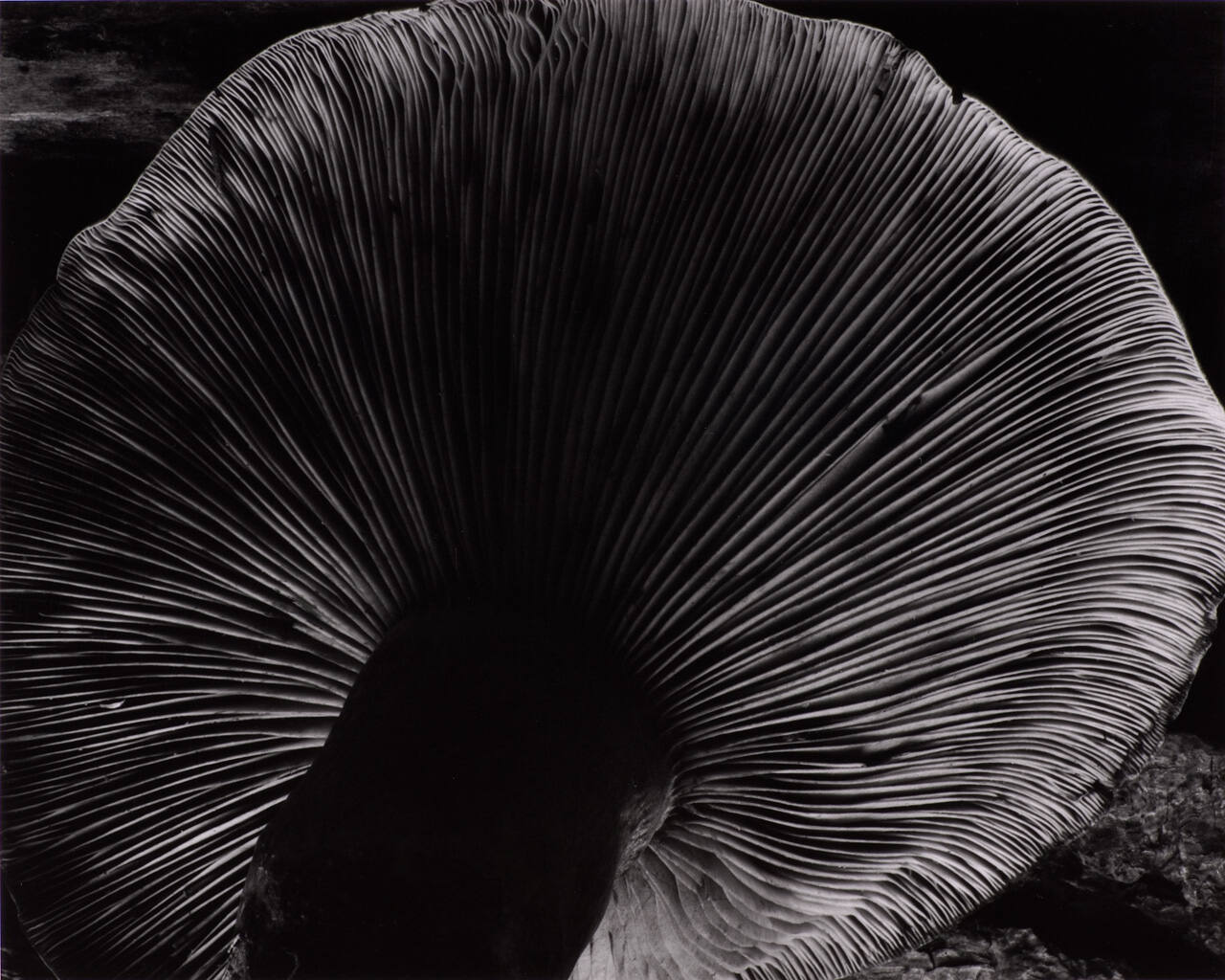 Toadstool