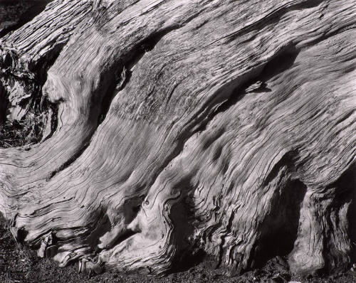 Cypress, Point Lobos