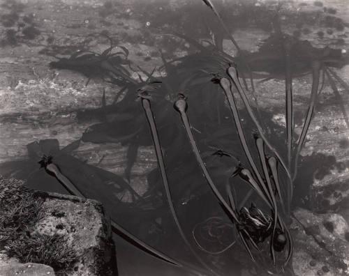 Kelp, Point Lobos