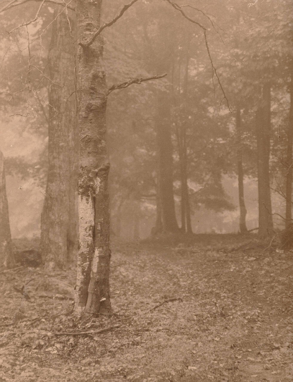 Woodland Mist