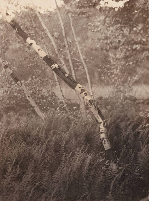 Study of Birch Trees