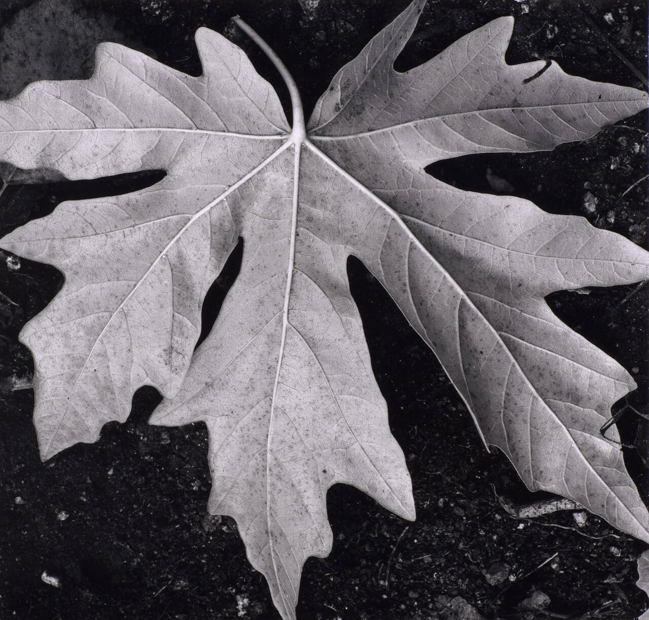 Botanical