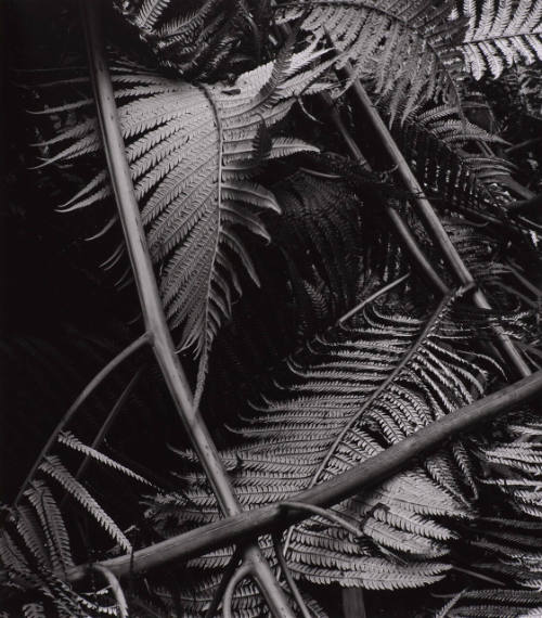 Botanical
