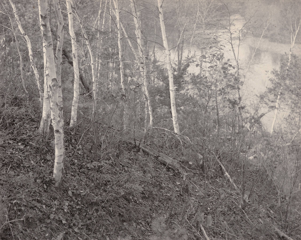 Forest Scene