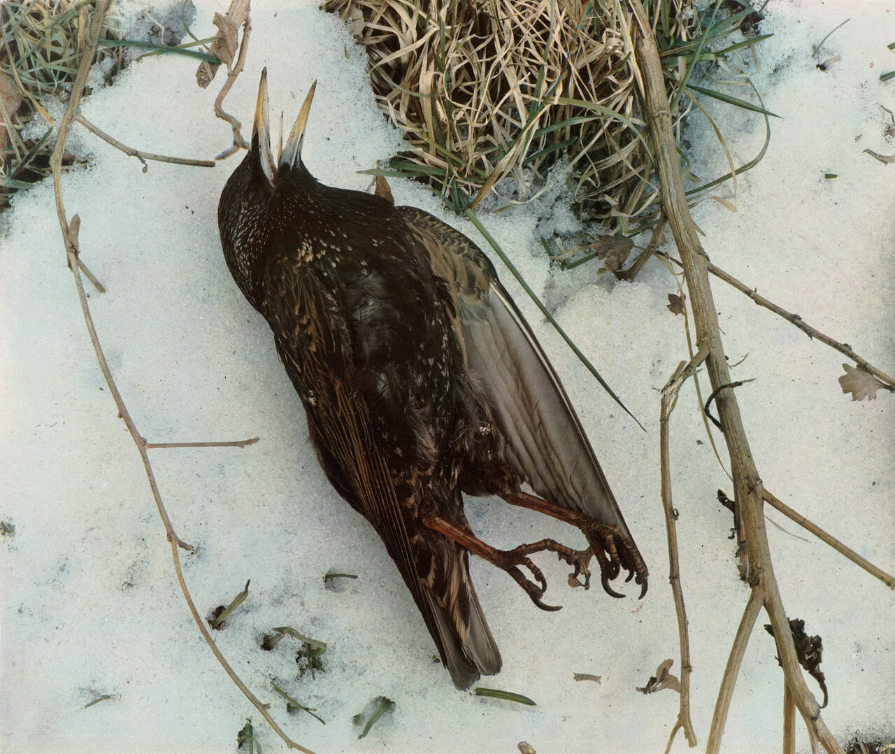 Dead Starling in Snow
