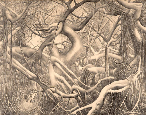 Banyan and Turpentine Tree