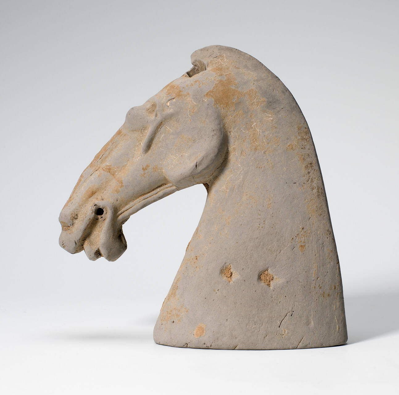 Horse's Head