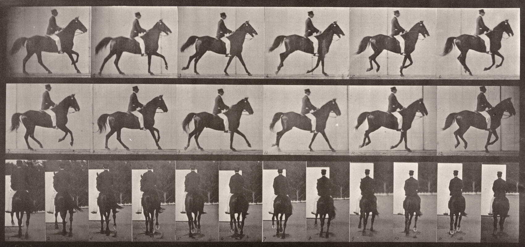 "Middleton cantering, saddled (plate 619)