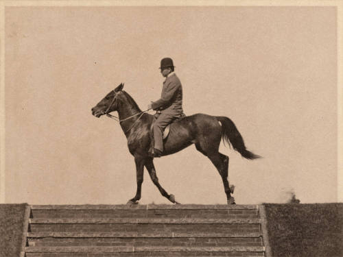 'Cow Pony' at Sharp Canter