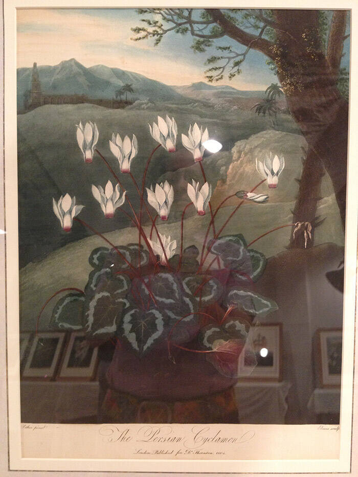 Persian Cyclamen