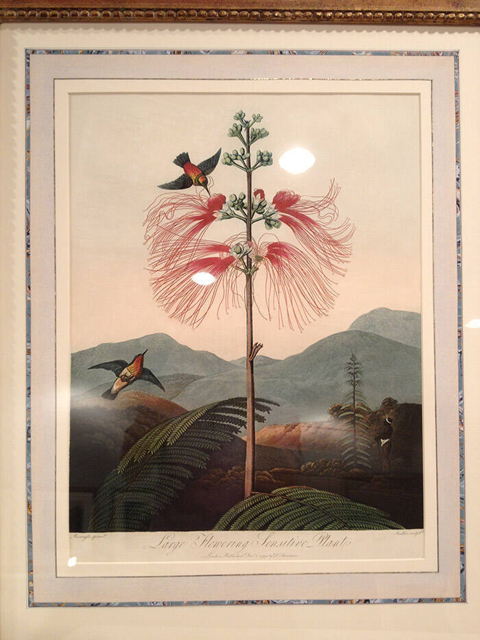Large Flowering Sensitive Plant (illustration and text)