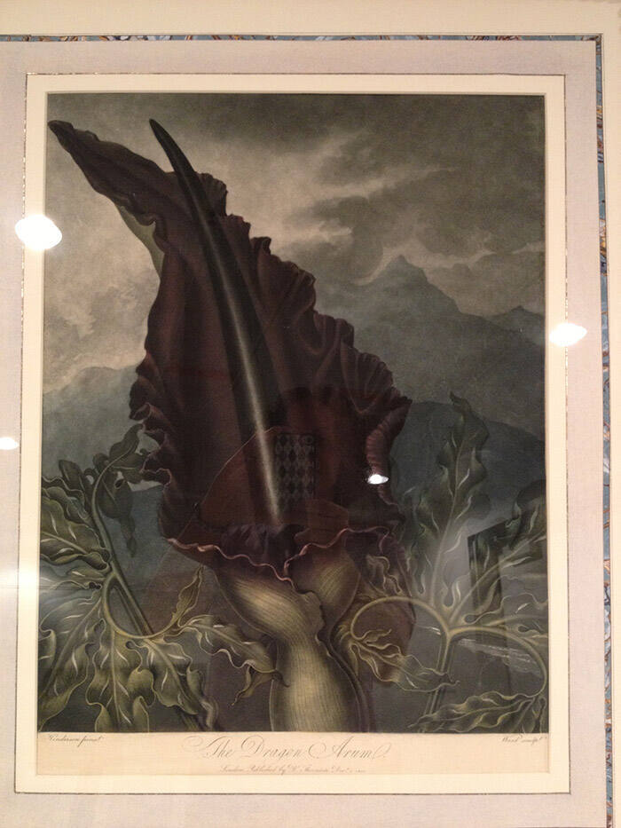 Dragon Arum