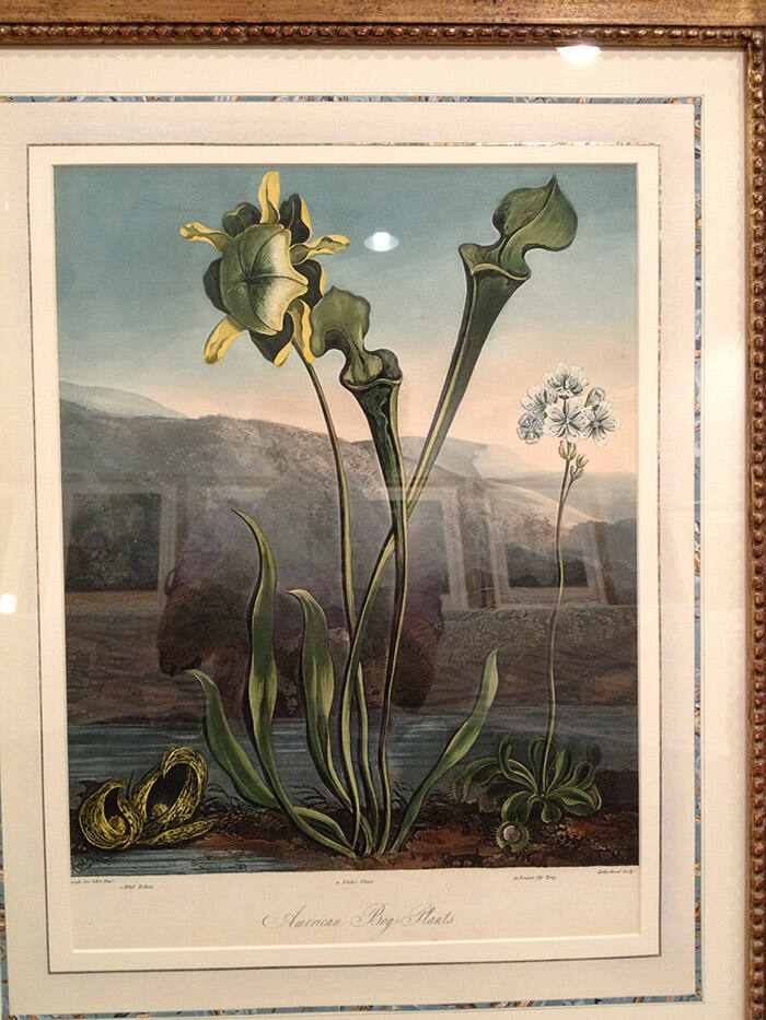 American Bog Plants
