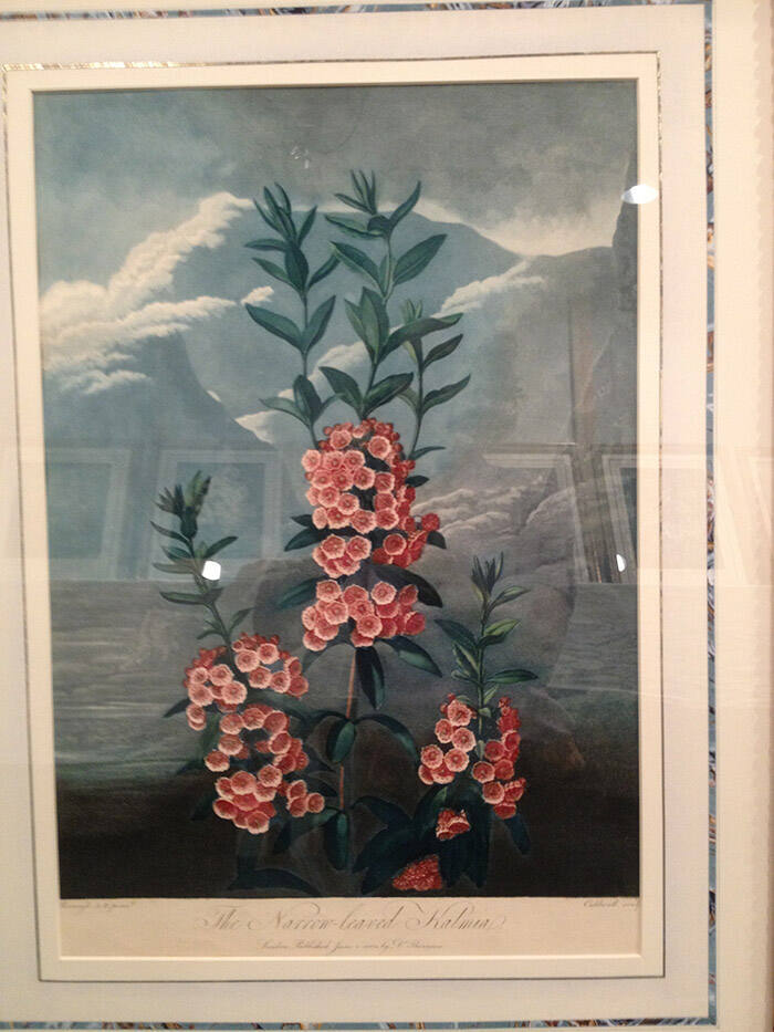 The Narrow-Leaved Kalmia