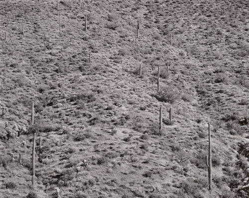 Arizona Landscape