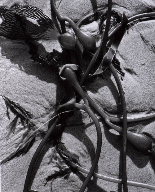 Kelp