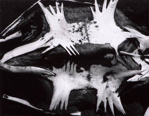 Turtle Skeleton