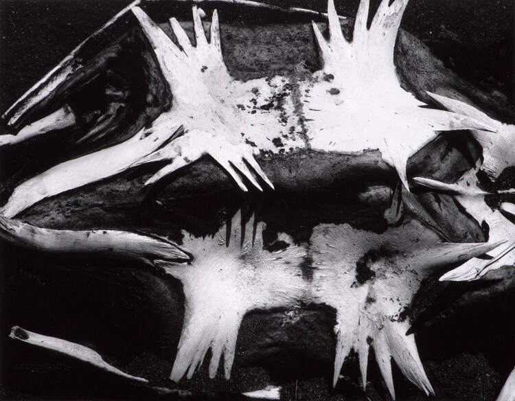 Turtle Skeleton