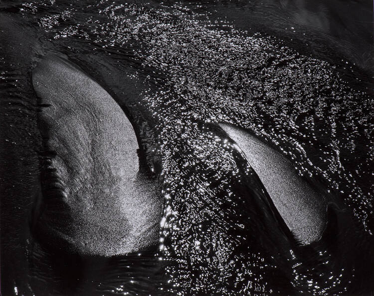 Shoreline