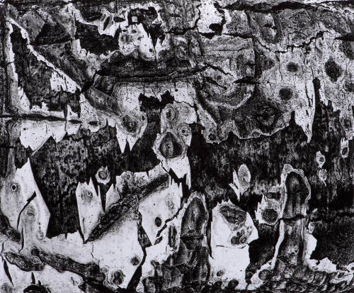 Bark