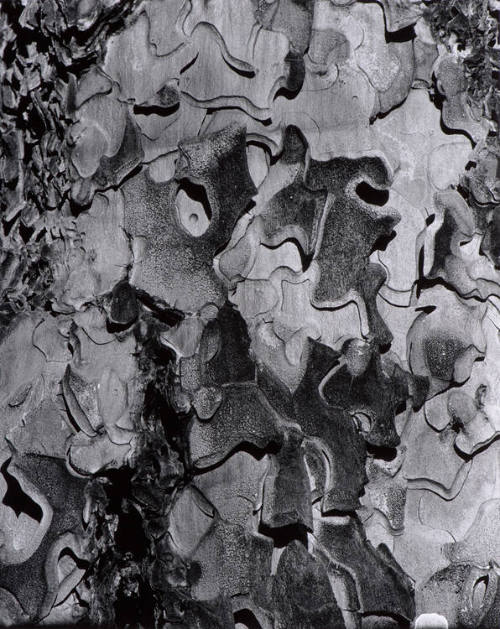 Bark