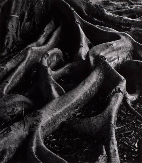 Tree Root