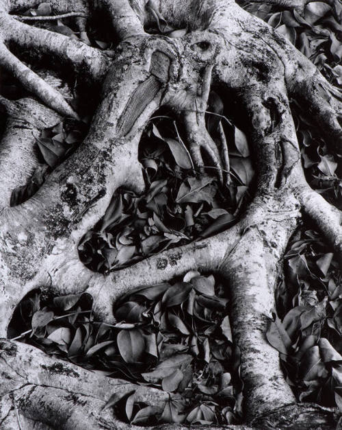Tree Root