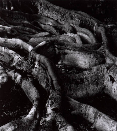 Tree Root