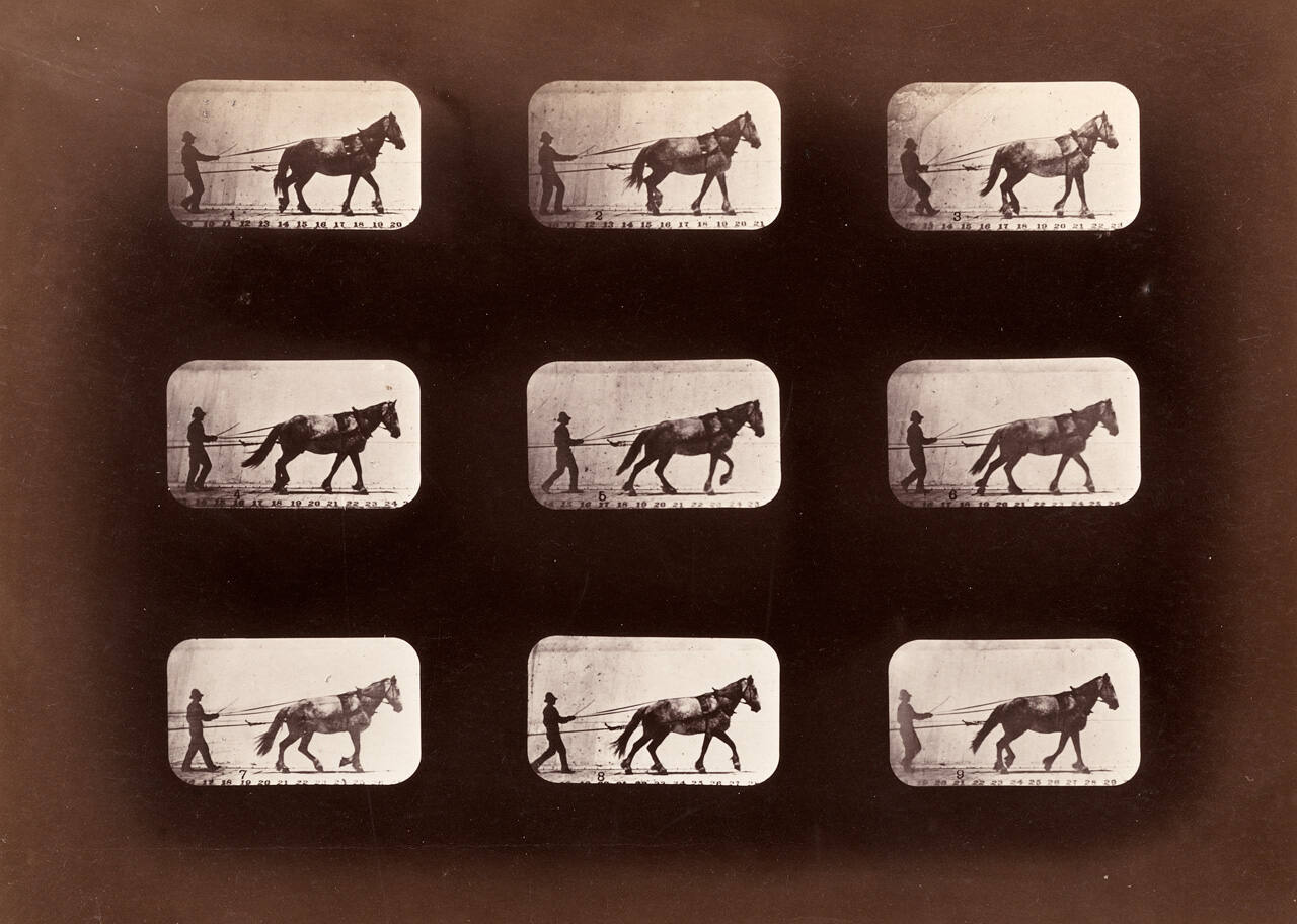 Animal Locomotion