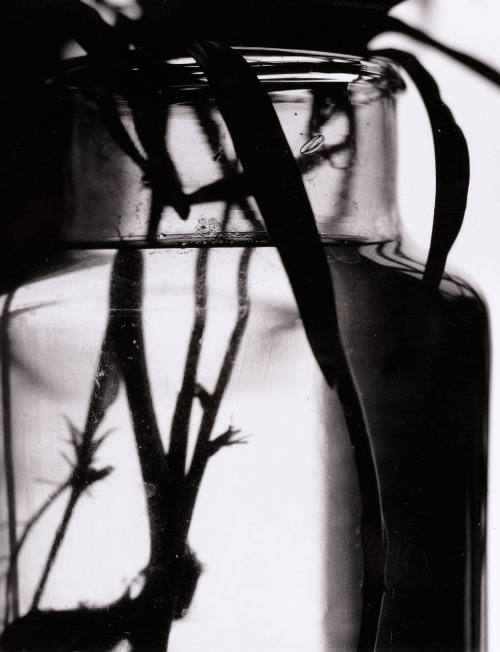 Untitled Still Life (Plant Roots/Glass Jar)