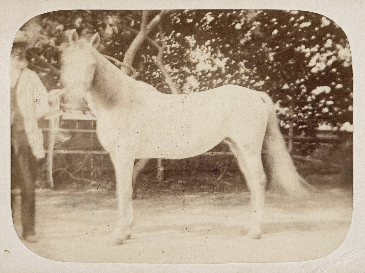 Untitled (Horse)