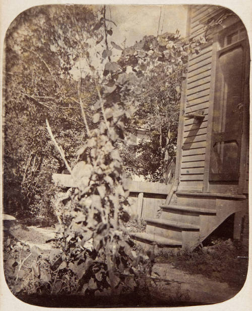 Untitled (Back Yard Scene)