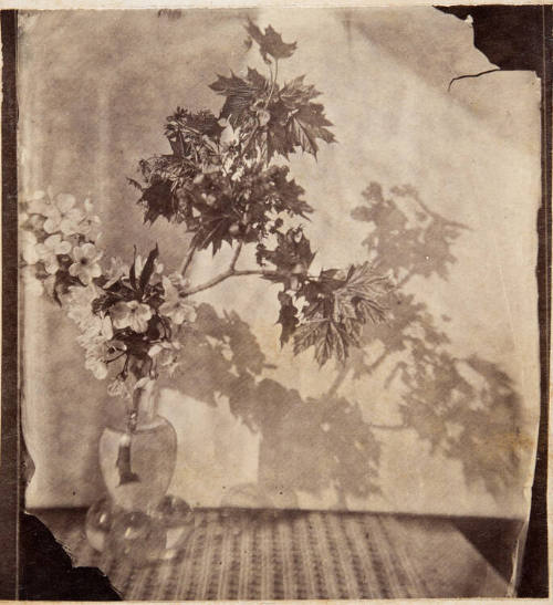 Untitled (Still Life)