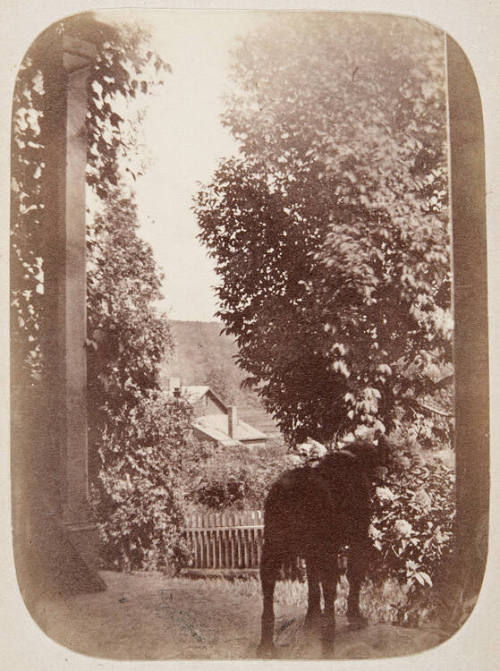 Untitled (Horse)