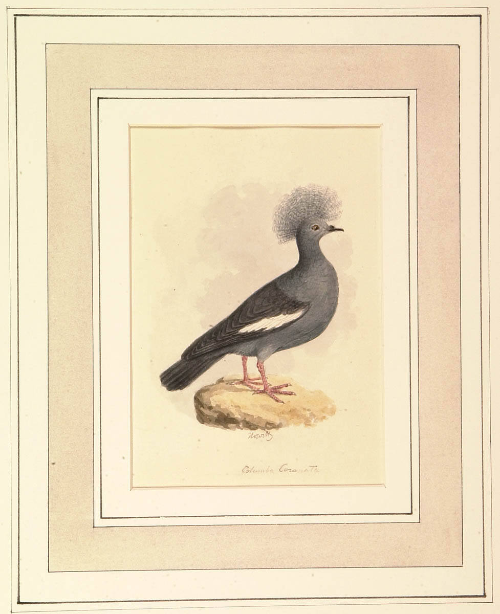 Colomba Coronata