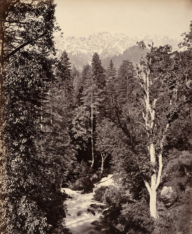 Forest scene in the Himalayas