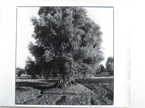 Olive Trees, Apula, Italy