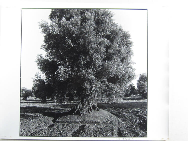 Olive Trees, Apula, Italy