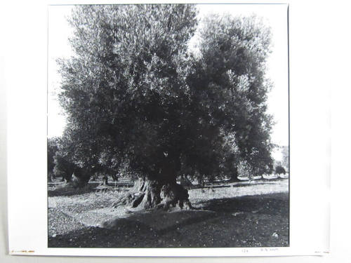 Olive Trees, Apula, Italy