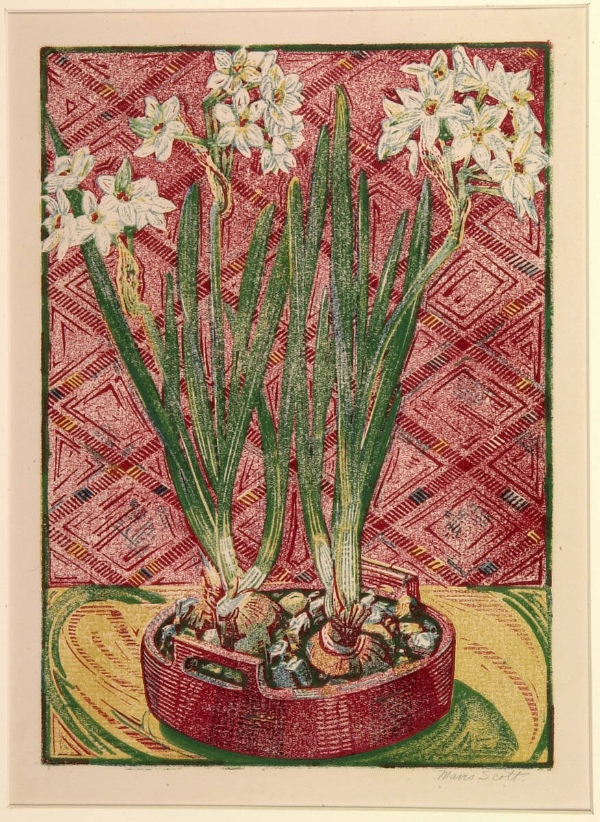 Narcissus