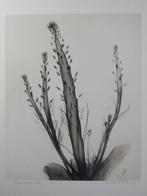 X-Ray of Desert Candle Flower