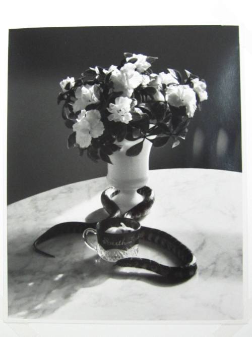 Snake and Mouse, New York