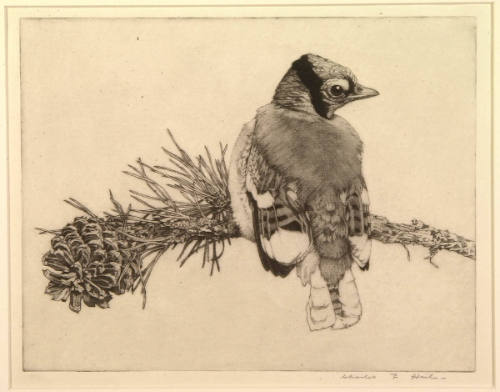 Young Blue Jay