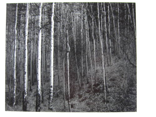 Aspens, Hyde Park