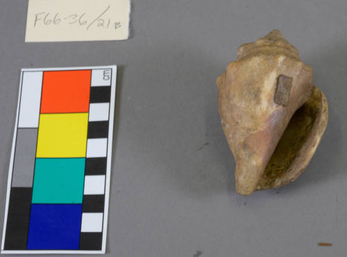 Conch Shell
